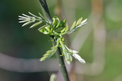 Sophora japonica 'Pendula' - jerlín japonský 'Pendula'- jarní pučení